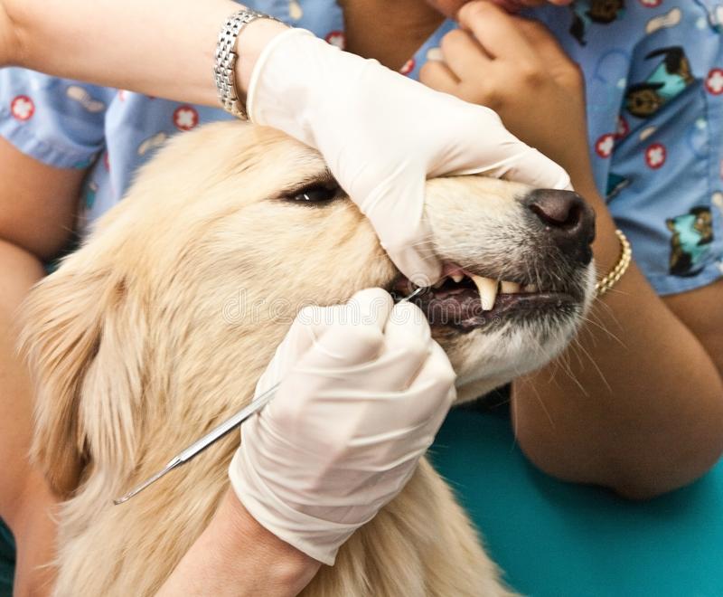Зубной ветеринар для собаки, кошки микрорайоне Новая Трехгорка в городе Одинцово Московская область