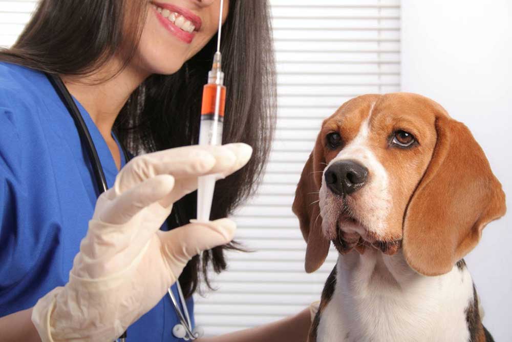 Вакцинация животных городе Одинцово
