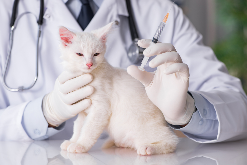 Вакцинация собаки, кошки в микрорайоне Трехгорка в городе Одинцово
