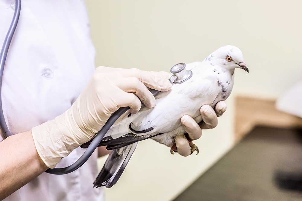 Вызов на ветеринара орнитолога на дом городе Одинцово