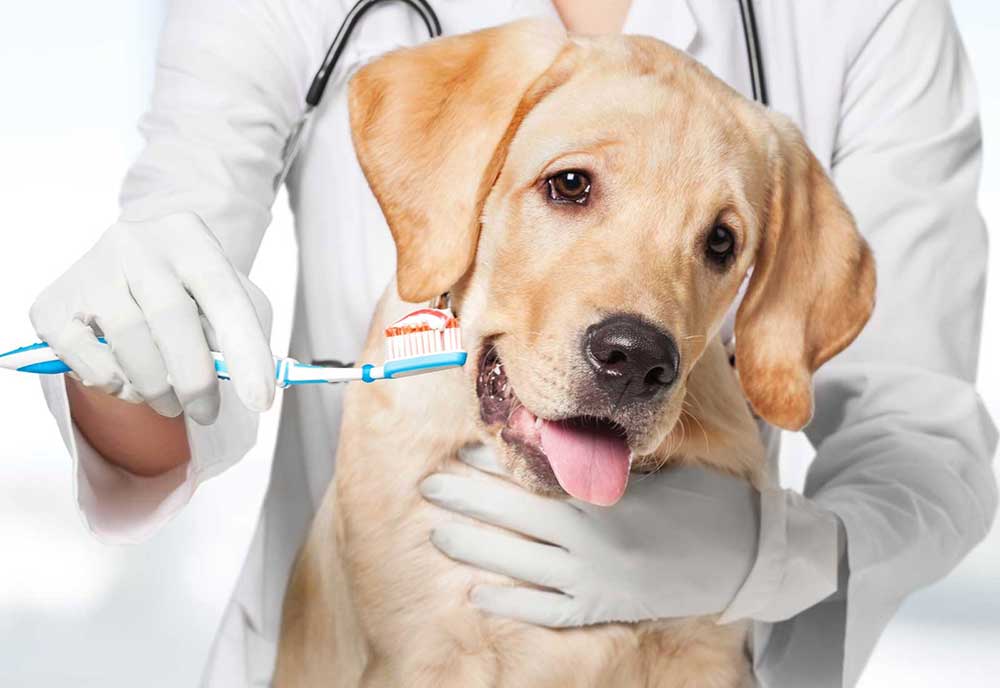 Стоматолог для собаки, кошки в городе Одинцово микрорайоне Трехгорка
